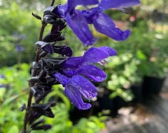 Black and Blue Salvia - 1 gallon