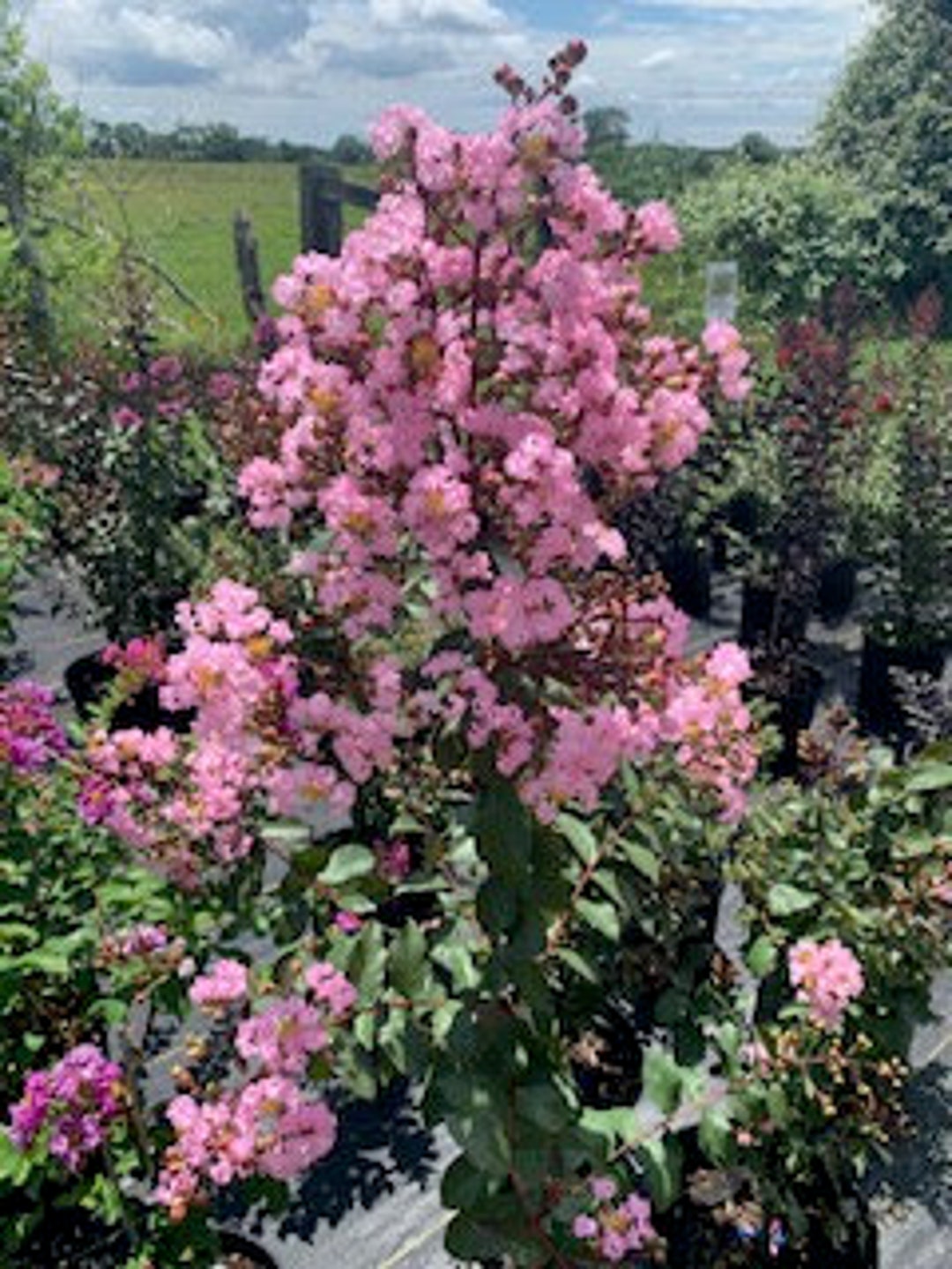 Rhapsody in Pink Crape Myrtle 1 Gallon Etsy