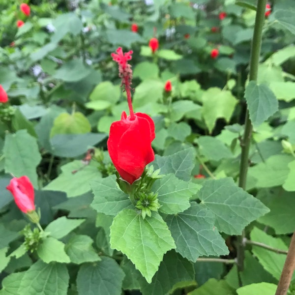 Turk's Cap - 1 Live plant.