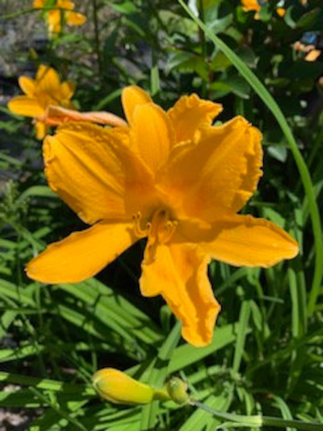 Aztec Gold Daylily 1 Gallon - Etsy