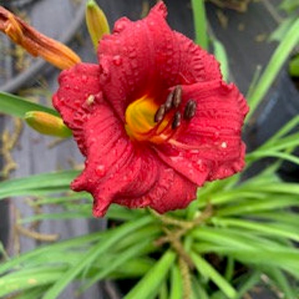 Little Business Daylily - 1 gallon