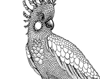 Cockatiel Coloring Page
