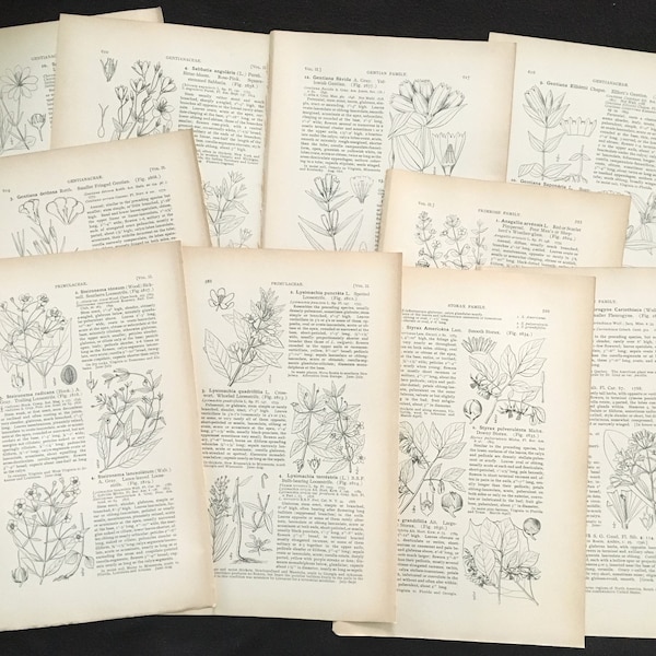 1896 Victorian Illustrated Flora Gardening Dictionary Antique Pages, Flower & Plant Illustrations, Neutral Black and White | Junk Journal ++