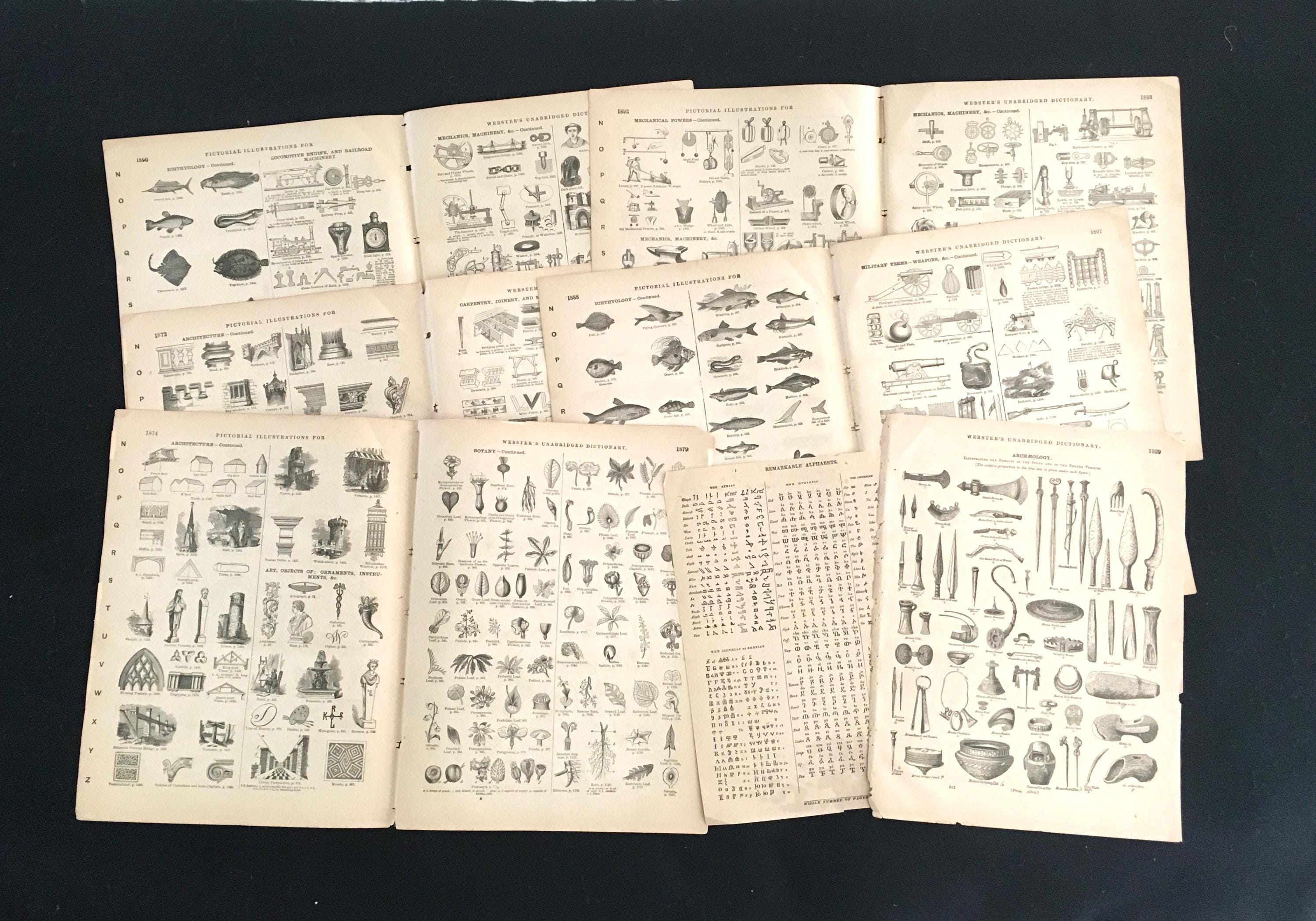 1888 Black & White Illustrations Identified, 2-Sided, 12 Antique Book Pages American Dictionary by Noah Webster | 19th Century 1800s