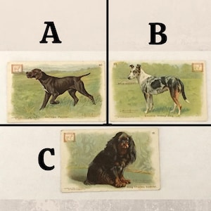 Your choice from these 3 authentic antique 1910 Dwight's Soda trade cards featuring beautiful dogs; they're part of Dwight's New Series of Dogs trade card collection. Selections are:
A: German Pointer
B: Smooth Sheep Dog
C: King Charles Spaniel