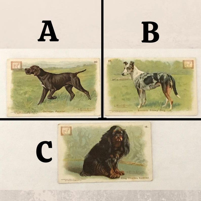 Your choice from these 3 authentic antique 1910 Dwight's Soda trade cards featuring beautiful dogs; they're part of Dwight's New Series of Dogs trade card collection. Selections are:
A: German Pointer
B: Smooth Sheep Dog
C: King Charles Spaniel
