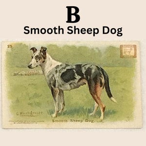 Closeup of selection B - Smooth Sheep Dog.