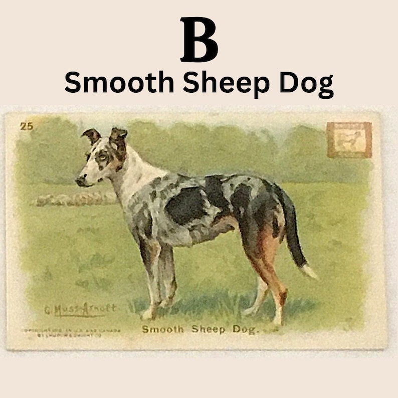 Closeup of selection B - Smooth Sheep Dog.