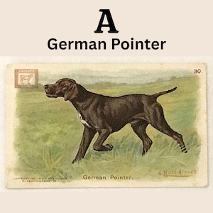 Closeup of selection A - German Pointer dog.