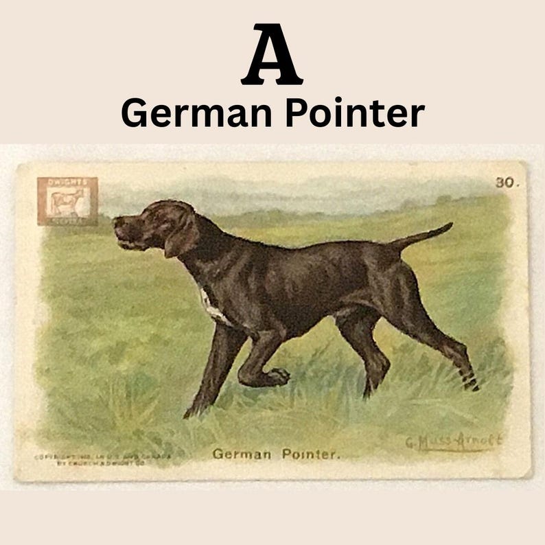 Closeup of selection A - German Pointer dog.