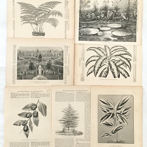 1880s Dictionary of Gardening Flower & Plant Pages, Antique Victorian Book Neutral Illustrations | Junk Journal, Collage, Craft Supplies