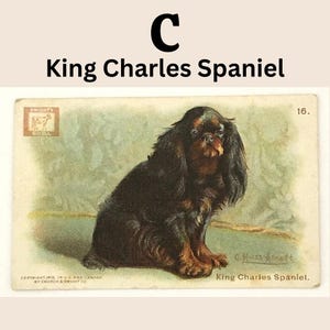 Closeup of selection C - King Charles Spaniel dog.