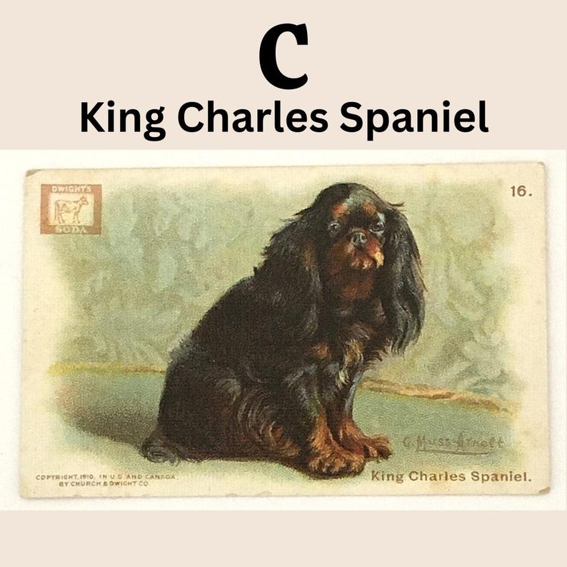 Closeup of selection C - King Charles Spaniel dog.