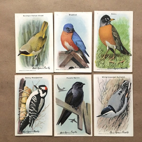 Vintage Useful Birds of America Series Arm & Hammer Colorful Litho Cards 1938 | Junk Journal Smash Books Scrapbooking Collage Mixed Media