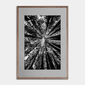 Trees Wall Art, Forest Print, Forest Trees, Landscape Art, Nature Wall Art, Black and White Photo, Black & White, Photo, Tree Print