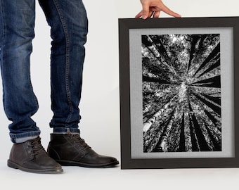 Black & White Trees Print, Forest Print, Forest Trees, Landscape Art, Nature Wall Art, Black and White Photo