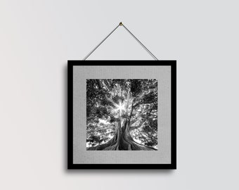 Tree Wall Art, Square Print, Forest Print, Landscape Art, Nature Wall Art, Black and White Photo, Black & White, Photo, Tree Print