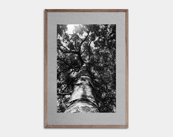 Tree Nature Print, Forest Print, Landscape Art, Nature Wall Art, Black and White Photo, Black & White, Photo, Tree Print