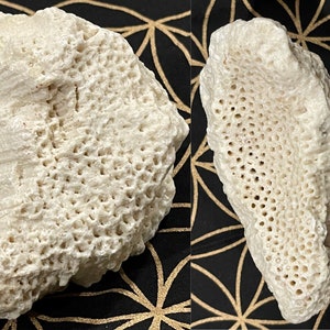 Natural Crater Coral Fossils (large, lb, pound, medium, 6”, 4”)