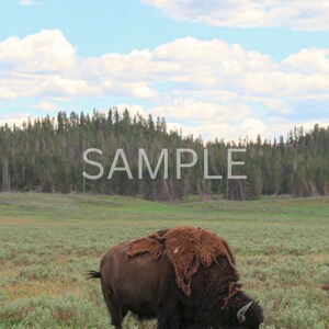 Bizon in Yellowstone National Park DIGITAAL DOWNLOADEN