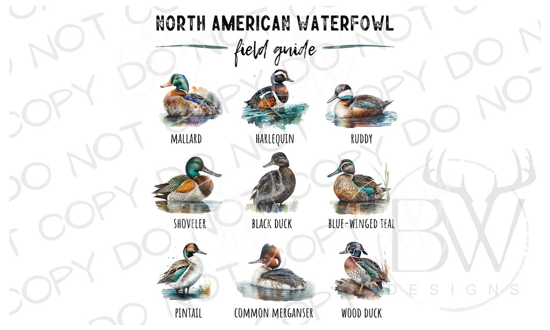North American Waterfowl Field Guide PNG Digital Download Duck Hunting
