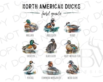 May include: A field guide to North American ducks with illustrations of 10 different duck species, including the Mallard, Harlequin, Ruddy, Shoveler, Black Duck, Blue-winged Teal, Pintail, Common Merganser, and Wood Duck.