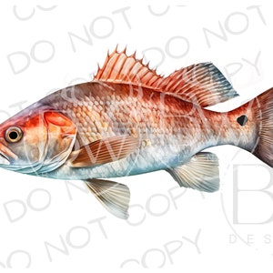 Redfish Sublimation PNG | Digital Download | Fishing Sublimation PNG | Saltwater Fishing PNG | Saltwater Sublimation png | Redfish png