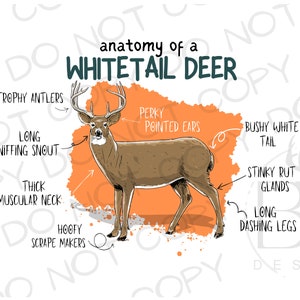 Anatomie d'un cerf de Virginie PNG | Téléchargement numérique | Sublimation de chasse au chevreuil PNG | Cerf de Virginie PNG | Sublimation de chasseur de cerfs png