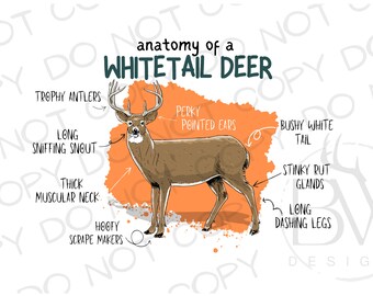 May include: An illustrated anatomy of a whitetail deer with labels for its features, including trophy antlers, long sniffing snout, thick muscular neck, hoopy scrape makers, perky pointed ears, bushy white tail, stinky rut glands, and long dashing legs.