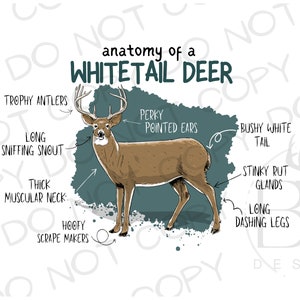 Anatomy of a Whitetail Deer PNG | Digital Download | Deer Hunting Sublimation PNG | Whitetail Deer PNG | Deer Hunter Sublimation png