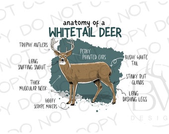 May include: An illustration of a whitetail deer with labeled anatomical features, including trophy antlers, long sniffing snout, thick muscular neck, perky pointed ears, bushy white tail, stinky rut glands, and long dashing legs. The deer is standing on a blue and green background with white splatters.
