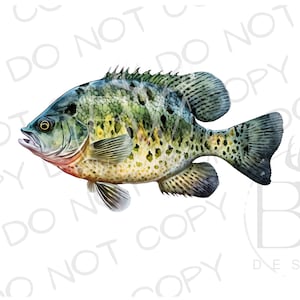 Have a Crappie Day PNG | Digital Download | Crappie Fishing Sublimation PNG | Fishing Sublimation PNG | Cappie Fish Sublimation png