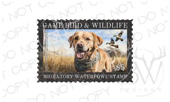 Labrador Retriever Dog Hunting Game Retriever Training Blind