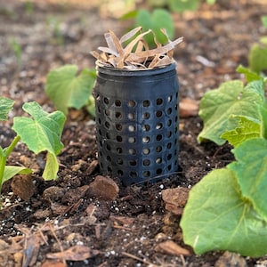 Op de afbeelding: Een zwarte, cilindrische plantenbeschermer met talrijke ronde gaten. De container is gevuld met bruin, versnipperd materiaal en is omgeven door groene planten en aarde. De foto is buiten in natuurlijk licht gemaakt.