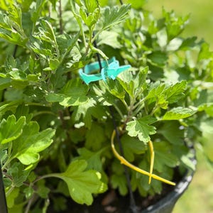 May include: A green leafy plant in a black hanging planter with a blue plastic plant tie and a yellow plastic plant tie.