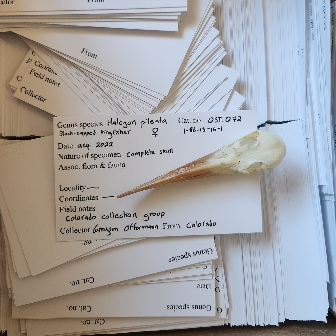 Specimen Identification Label 100ct (taxidermy, Skulls, Minerals ...