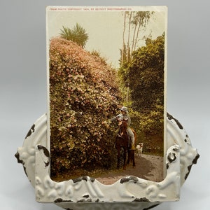 roseira com 130 pés de circunferência, raro, cartão postal antigo de 1910-1920, ouro de ofir, cavaleiro e cachorro, com expositor de metal