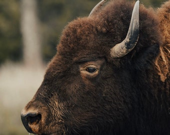 el gran bisonte