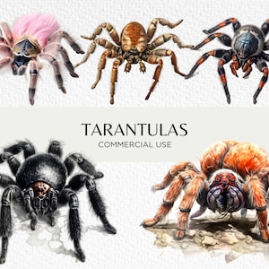Paquete de imágenes prediseñadas de acuarela de tarántula, 10 PNG transparente 300 ppp, arañas, tarántulas goliat birdeater, descarga digital uso comercial
