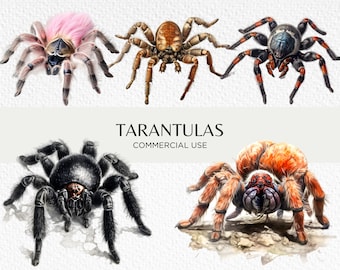 Tarantula Watercolour Clipart Bundle, 10 Transparent PNG 300 dpi, Spiders, Goliath Birdeater Tarantulas, Digital Download Commercial Use