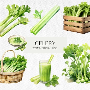 Bundle de cliparts aquarelle céleri, 11 PNG transparents 300 dpi, végétarien, étal de marché, potager, téléchargement numérique, usage Commercial
