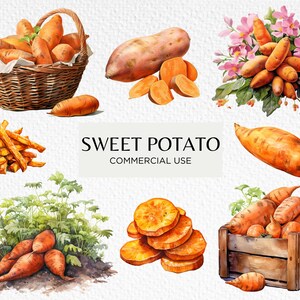Süßkartoffel Aquarell Clipart Bundle, 10 transparente PNG 300 dpi, Wurzelgemüse, Kartoffeln, Gemüsegarten, digitaler Download kommerzielle Nutzung