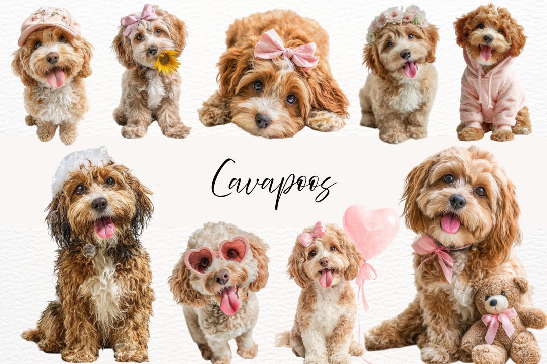 Cavapoo Watercolour Clipart Bundle, 20 Transparent PNG 300 Dpi, Cute ...