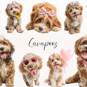 May include: A collection of adorable Cavapoo puppies, each with unique accessories. Some wear hats, bows, or sunglasses, while others hold a sunflower or a teddy bear. The image features the word "Cavapoos" in elegant script.