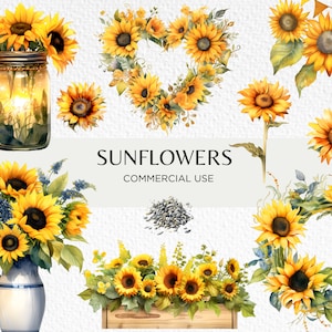 Pacote de clipart aquarela de girassóis, 20 PNG transparentes, buquê de girassol, arranjo de flores amarelas, download digital, uso comercial
