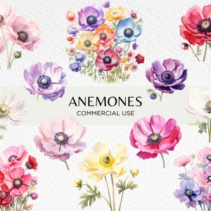 Pacchetto di clipart acquerello anemoni, 20 PNG trasparenti 300 dpi, fiori pastello, fiore primaverile, anemone, download digitale, uso commerciale