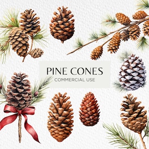 Clipart acquerello pigne, 10 PNG trasparenti 300 dpi, prodotti botanici natalizi, fogliame festivo, pigna, download digitale per uso commerciale