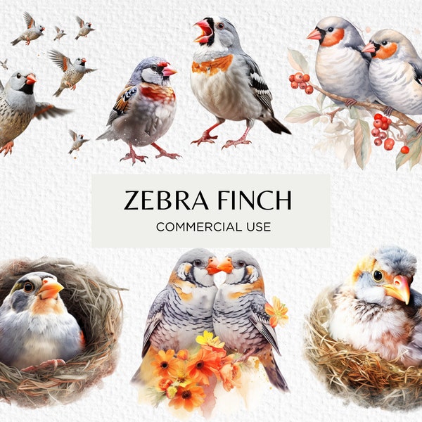 Watercolour Zebra Finch Clipart Bundle, 20 Transparent Isolated PNG 300 dpi Cute Baby Zebra Finches Nesting, Digital Download Commercial Use