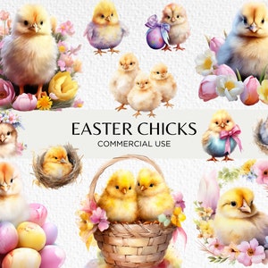 Lindos pollitos de Pascua en acuarela, 20 PNG transparentes de 300 ppp, pollito esponjoso, huevos de Pascua moteados, descarga digital, uso comercial