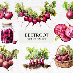 Bundle de cliparts aquarelle betterave, 12 PNG transparents 300 dpi, végétarien, légumes racines, potager, téléchargement numérique usage Commercial